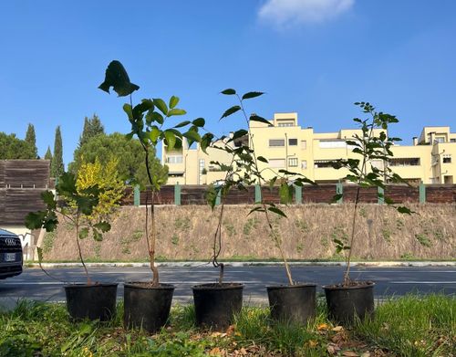 Come si fa una foresta urbana? Passeggiata di formazione collettiva