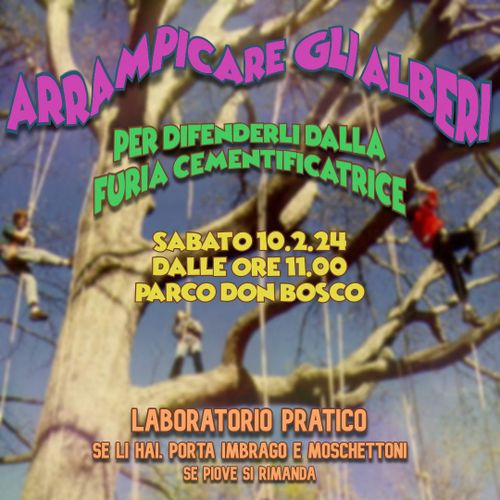 Arrampicare gli alberi