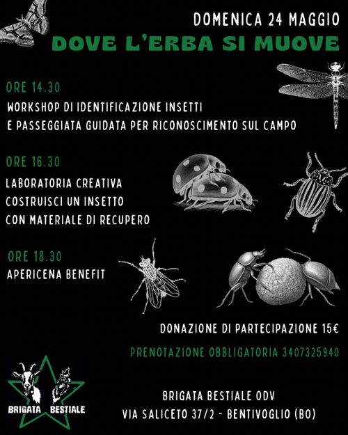Dove l’erba si muove